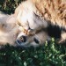 Thumbnail for Responsible Pet Ownership is the BEST Kind of Ownership