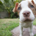 Thumbnail for February 23 is International Dog Biscuit Appreciation Day